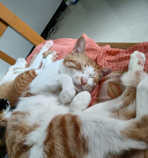 怀孕猫的征兆与家居迎接（了解猫咪怀孕的迹象，为它们的到来做好准备）