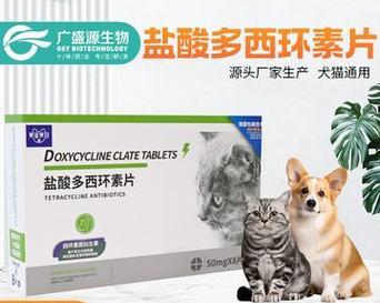 小猫感冒了吃什么药好？（有效的药物治疗小猫感冒的关键）
