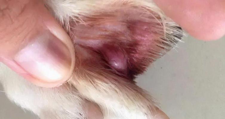 揭秘脓皮症的成因与治疗方法（探究脓皮症的症状、危害与预防方法）