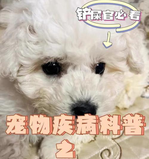 脓皮症成因与治疗全攻略｜症状危害预防指南