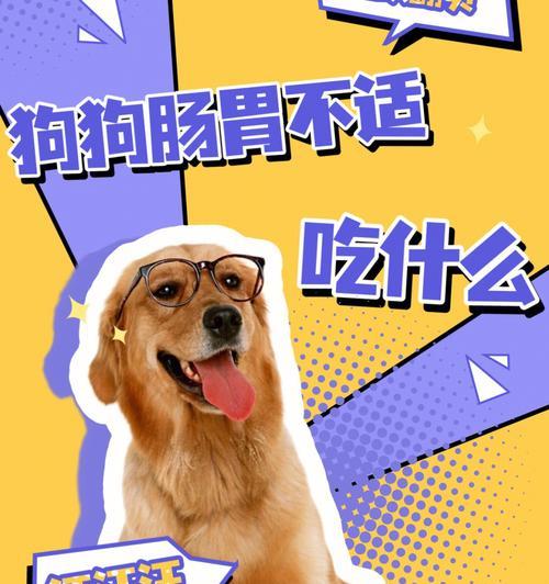 小狗消化吸收的关键饮食（以小狗吃什么可以帮助消化吸收）