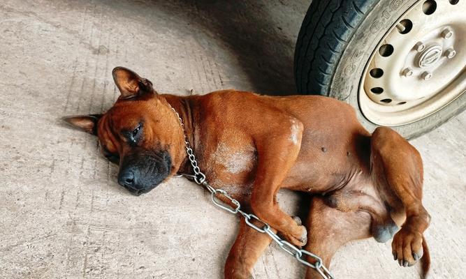 探究狗狗无精的原因及应对方法（为何狗狗失去活力？如何帮助狗狗恢复精神？）