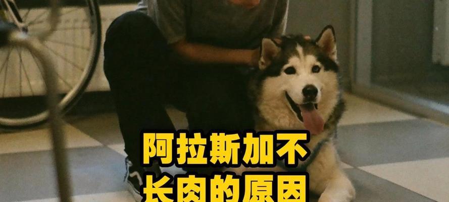 探究狗狗无精的原因及应对方法（为何狗狗失去活力？如何帮助狗狗恢复精神？）