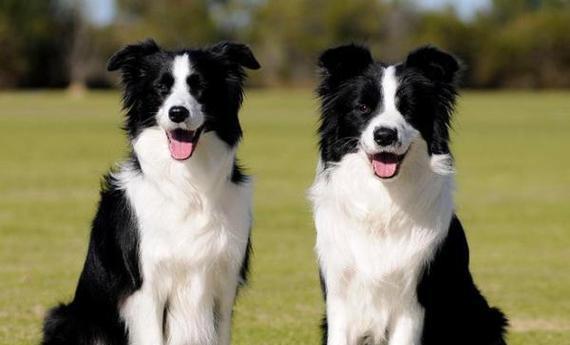 边境犬饮食需求及科学喂养指南｜全面解析