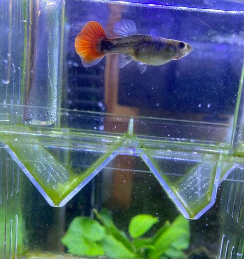 野外孔雀鱼的饮食习惯及营养需求（探索孔雀鱼的饮食偏好与健康生长关系的研究）