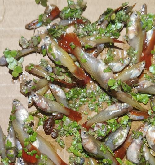 孔雀鱼饮食习惯与营养需求解析｜科学喂养全攻略