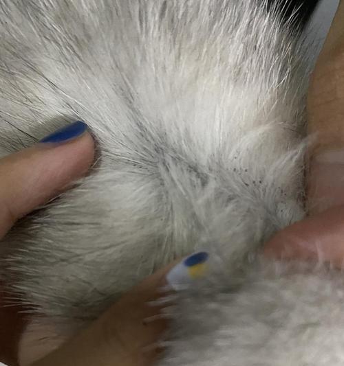 黑斑猫——身上的神秘图案（揭开黑斑猫的谜团，了解身上黑斑的来源）