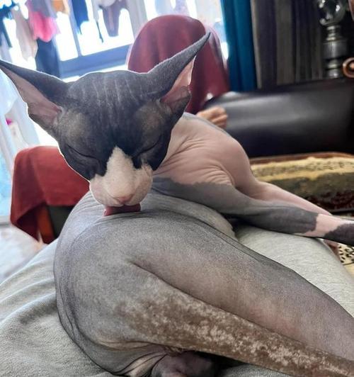 黑斑猫——身上的神秘图案（揭开黑斑猫的谜团，了解身上黑斑的来源）