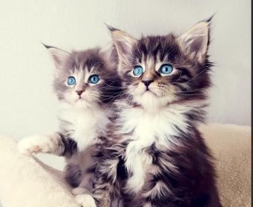 黑斑猫——身上的神秘图案（揭开黑斑猫的谜团，了解身上黑斑的来源）