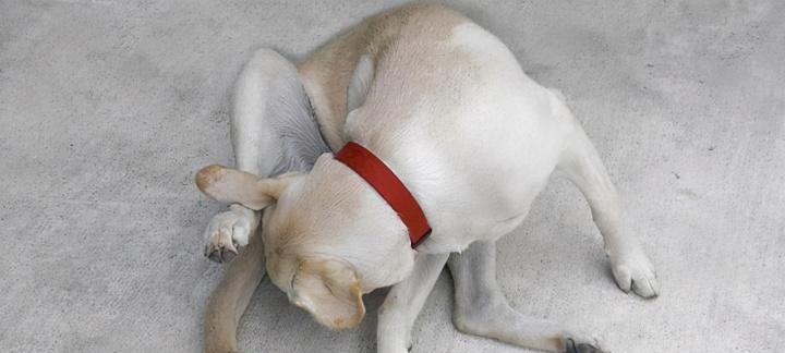 狗狗舔尿道的原因与危害（探究狗狗舔尿道的动机及其可能导致的健康问题）