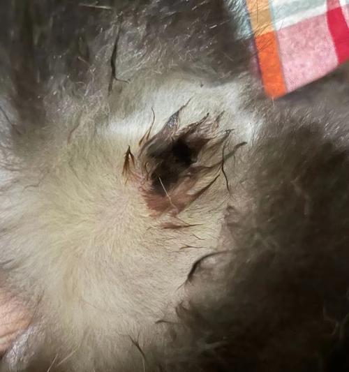 狗狗舔尿道的原因与危害（探究狗狗舔尿道的动机及其可能导致的健康问题）