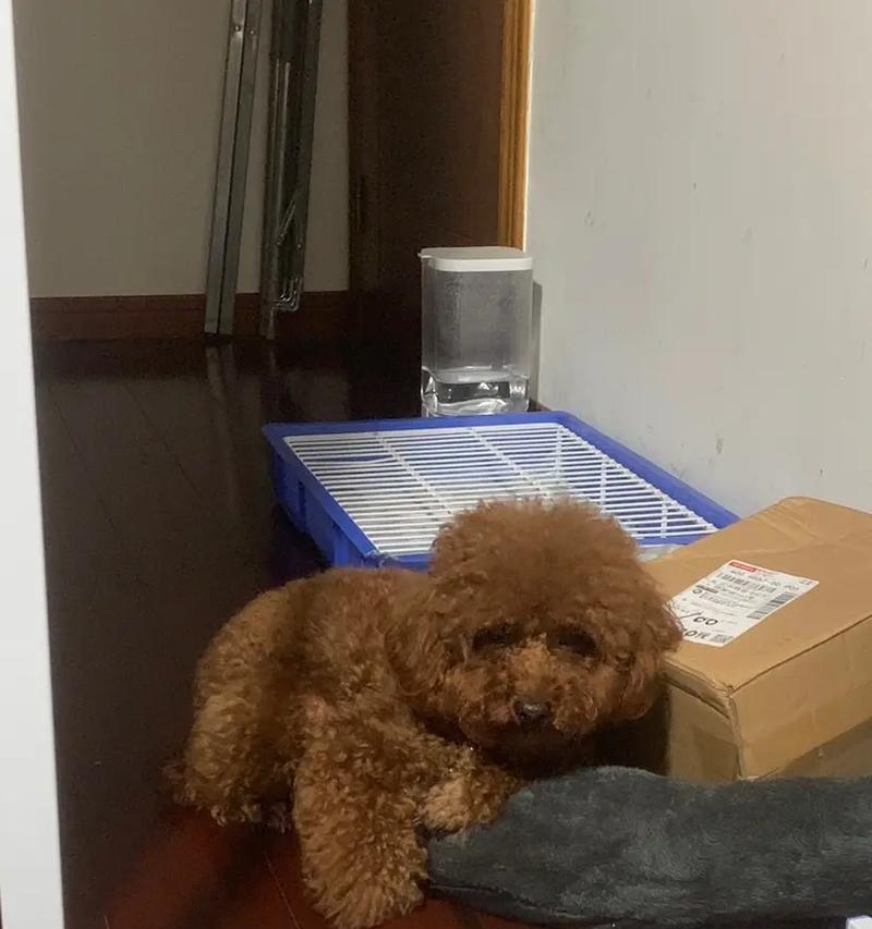 狗桃子发炎的症状及治疗方法（狗桃子发炎的原因、症状和预防措施）