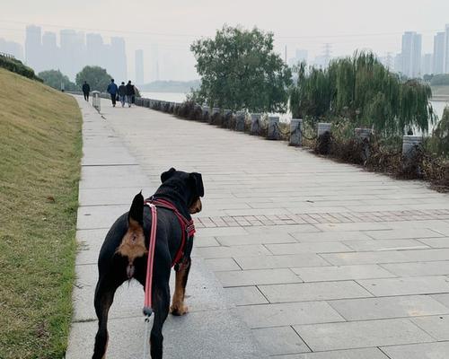 狗桃子发炎的症状及治疗方法（狗桃子发炎的原因、症状和预防措施）