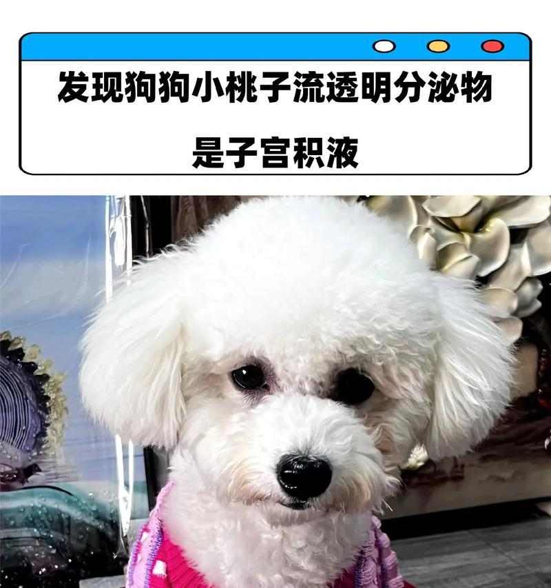 狗桃子发炎症状与治疗｜宠物护理全攻略