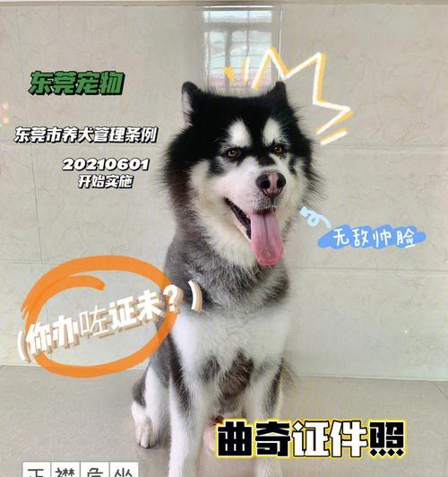 狗户口办理需提供的证件及相关要求（了解狗户口办理所需证件及要求，为宠物生活保驾护航）