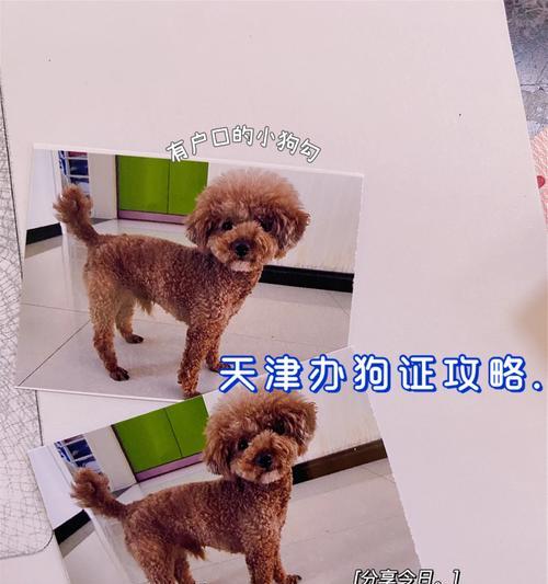 狗户口办理必备证件及要求｜全面指南