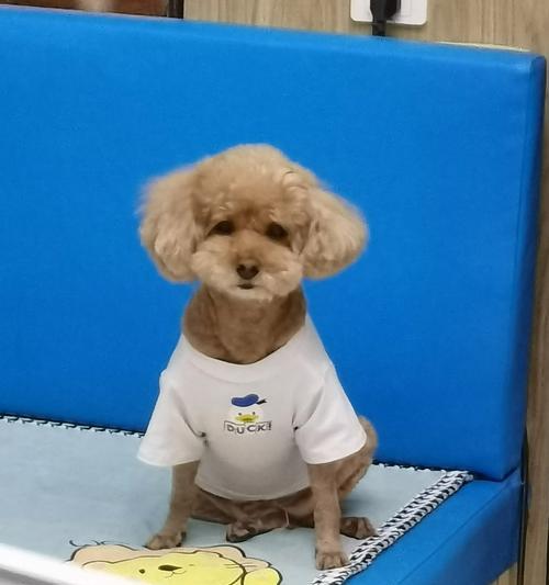 揭秘狗狗屁股为何会变红（探寻狗狗屁股红的原因及解决办法）