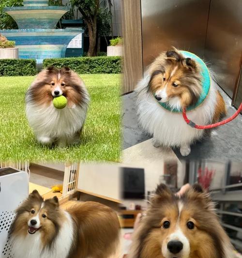 揭秘狗狗屁股为何会变红（探寻狗狗屁股红的原因及解决办法）