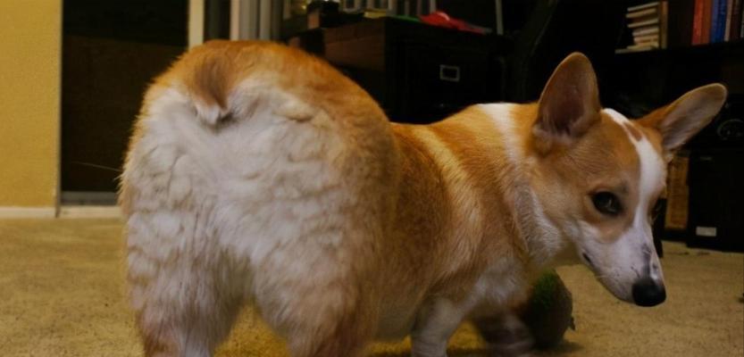 揭秘狗狗屁股为何会变红（探寻狗狗屁股红的原因及解决办法）