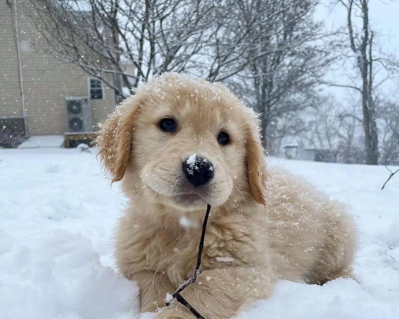 金毛小狗狗的魅力与特点（探索金毛小狗狗的可爱与活泼——一只迷人的家庭宠物）