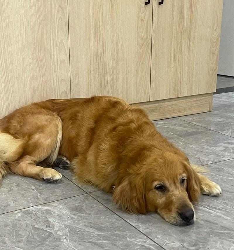 金毛小狗狗的魅力与特点（探索金毛小狗狗的可爱与活泼——一只迷人的家庭宠物）