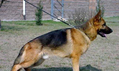 以西德犬的饮食与个子（了解以西德犬的食物偏好，提升个子生长质量）