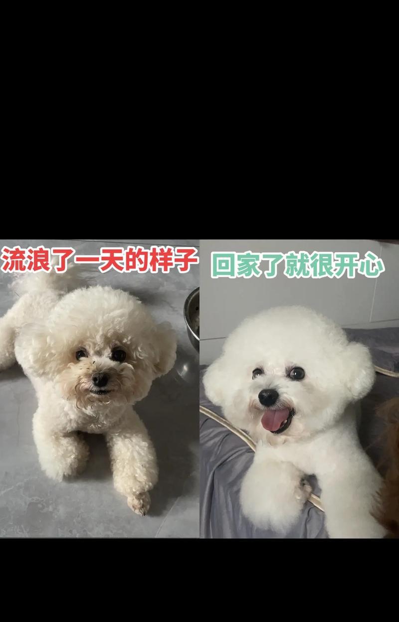 如何寻回丢失的狗狗（通过以下关键步骤，让你的狗狗重返温暖的怀抱）