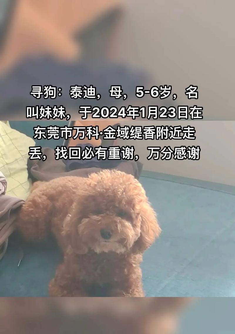 如何寻回丢失的狗狗（通过以下关键步骤，让你的狗狗重返温暖的怀抱）