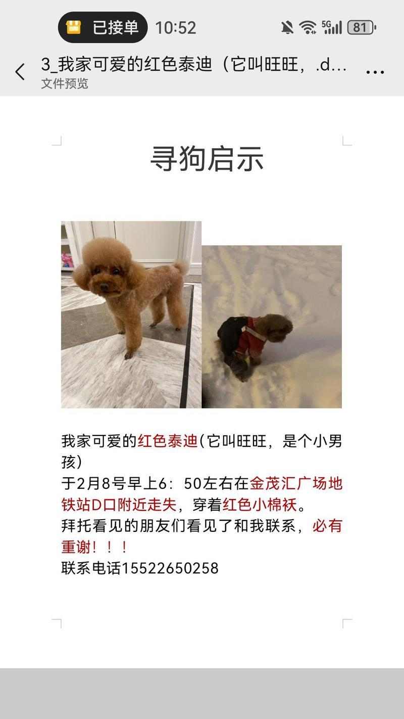 如何寻回丢失狗狗｜实用指南与核心技巧