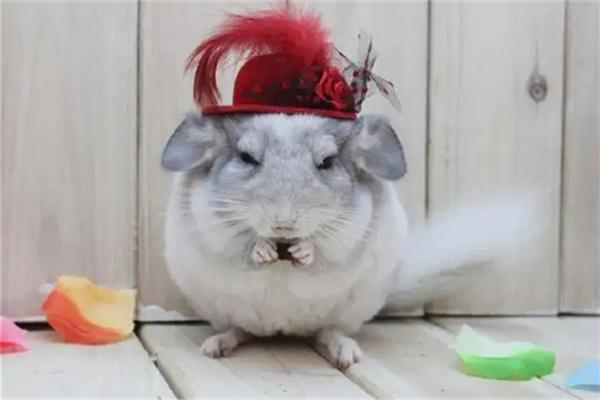 龙猫流口水原因及解决方法｜常见问题处理全攻略