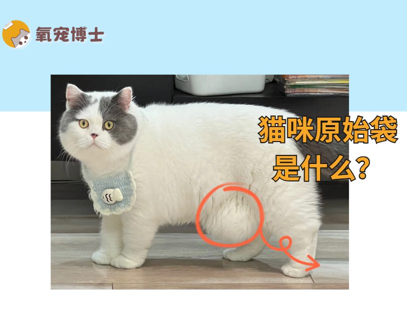 猫咪的原始袋是什么? 猫咪的原始袋是什么?
