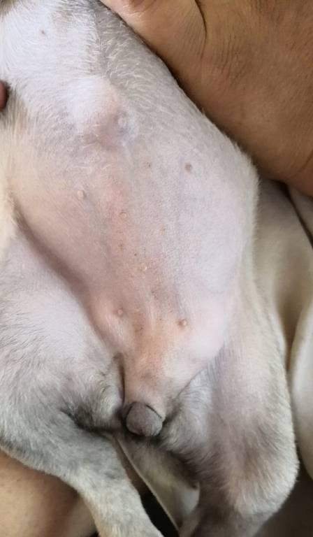 小狗为什么没有肚脐？（探寻小狗肚脐消失的奥秘）