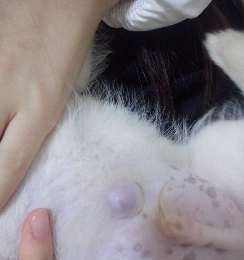 小狗肚脐消失原因解析｜科学揭秘全攻略