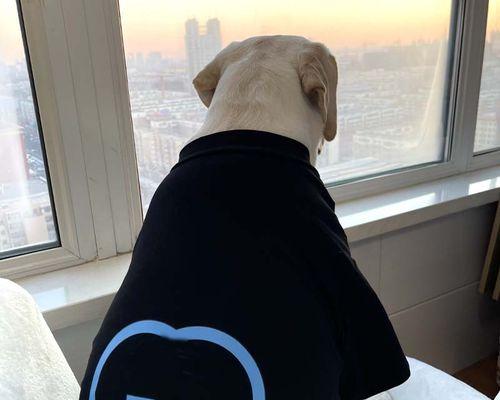 金毛狗掉毛周期与原因解析｜科学管理全攻略