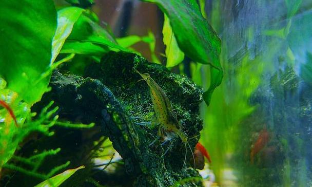 以水草适合何种水质？（水质要求下的水草生长研究）