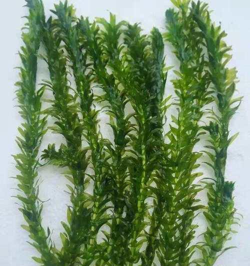 以水草适合何种水质？（水质要求下的水草生长研究）