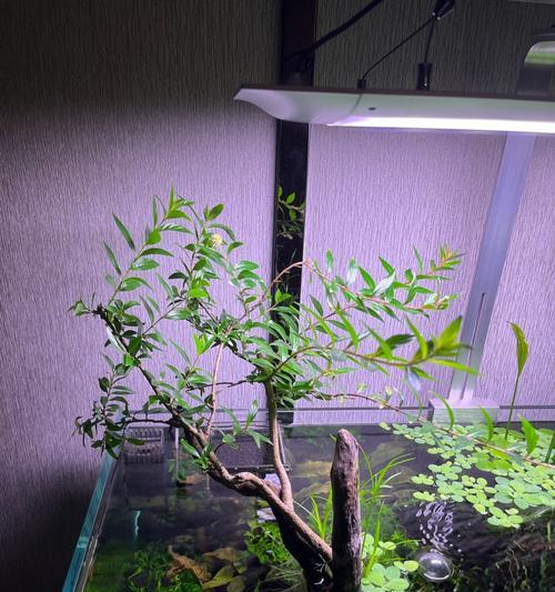 水草适合何种水质｜水质要求下的生长全攻略