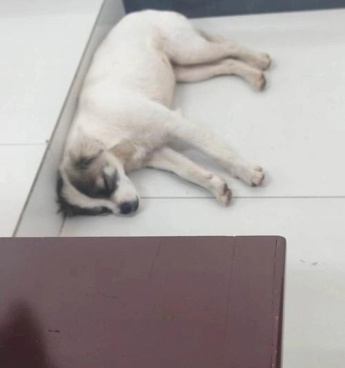 小狗食欲不振的原因及应对措施（小狗突然不爱吃饭可能是由以下几个原因引起的）