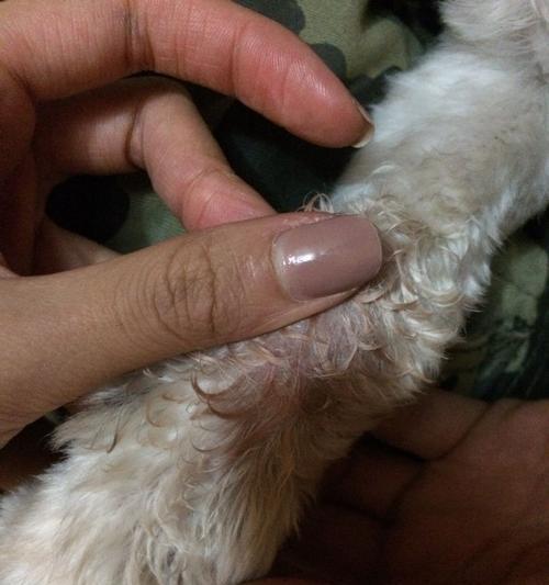 小狗食欲不振的原因及应对措施（小狗突然不爱吃饭可能是由以下几个原因引起的）