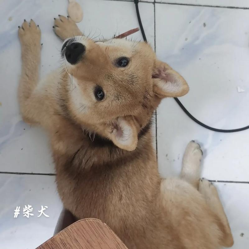 小狗食欲不振的原因及应对措施（小狗突然不爱吃饭可能是由以下几个原因引起的）