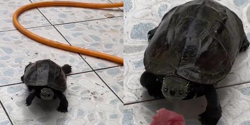 乌龟的饮食习惯与时间（探究乌龟什么时候吃饭的规律与原因）