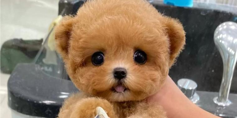 深入了解泰迪（泰迪犬的性格、外貌和训练技巧）