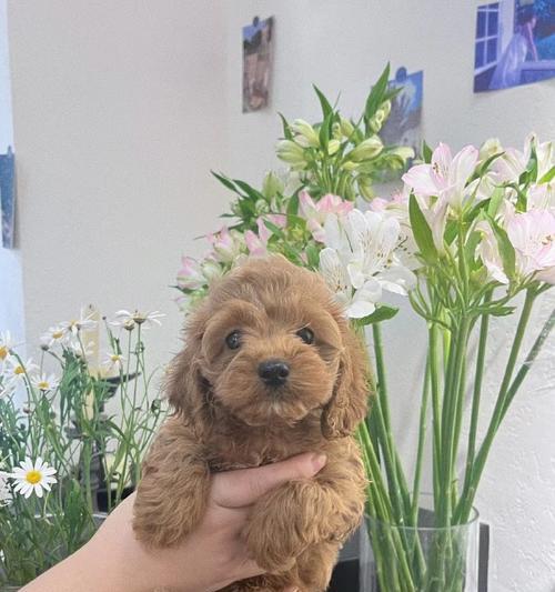 成都犬舍（探索成都犬舍的多样魅力，让你爱上这座城市）