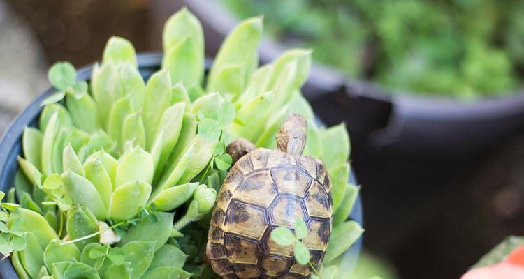 乌龟的饮食习惯与时间（探究乌龟什么时候吃饭的规律与原因）