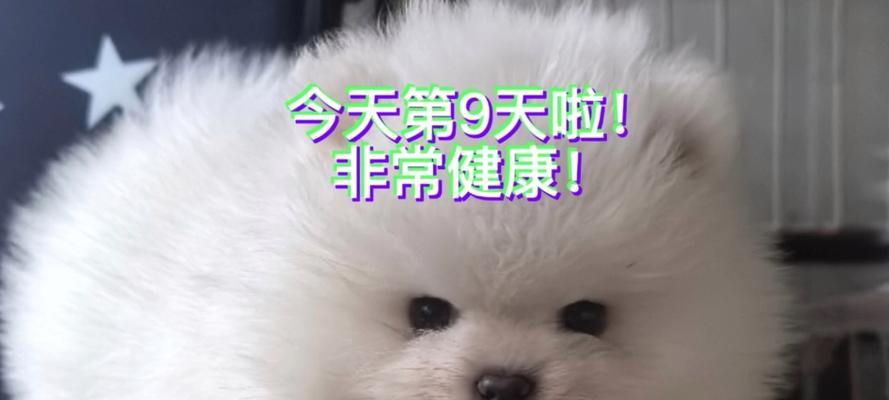 成都犬舍特色全解析｜宠物托管的理想选择