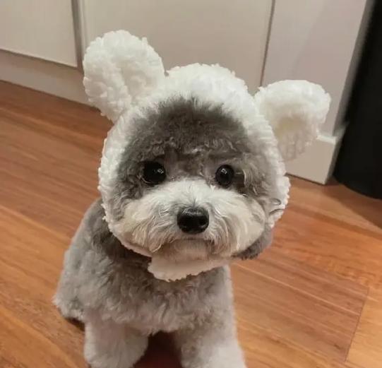 深入了解泰迪（泰迪犬的性格、外貌和训练技巧）