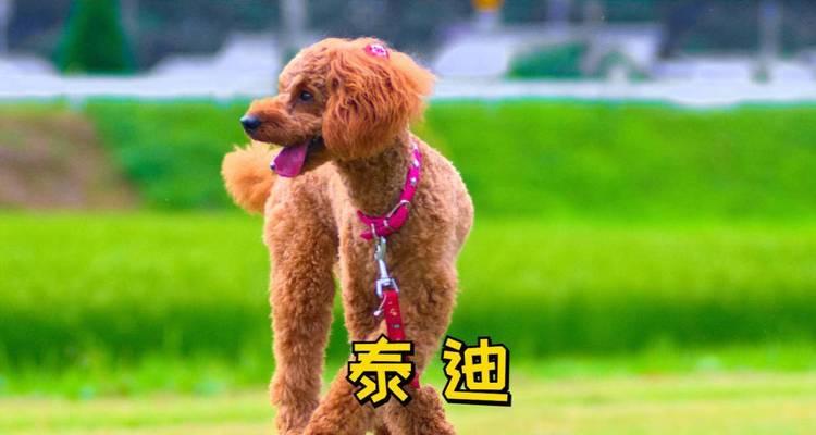 深入了解泰迪（泰迪犬的性格、外貌和训练技巧）