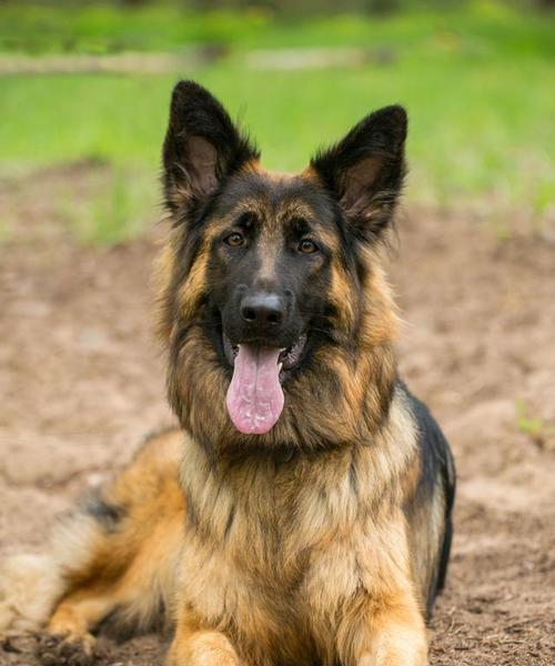 狗的本领和外形解密（揭秘狗的能力和外貌特征，让你对这些可爱的生物有更深入的了解）