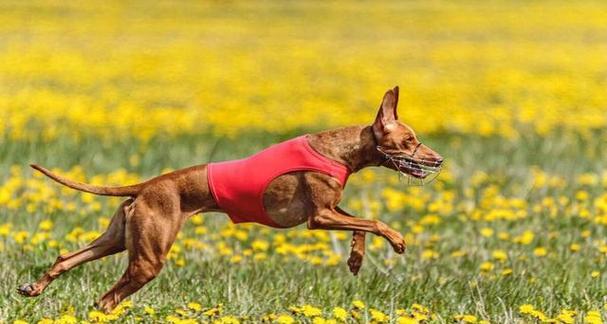 狗的本领和外形解密（揭秘狗的能力和外貌特征，让你对这些可爱的生物有更深入的了解）