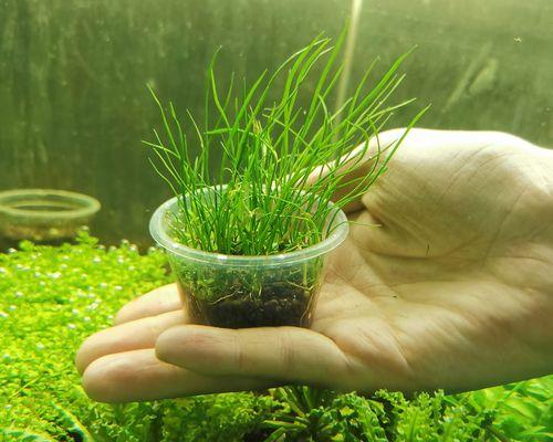 不同水质对水草生长的影响（探究水质对水草生长的关键因素及适宜条件）